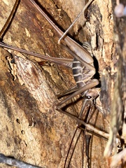 Pachyrhamma acanthocerum