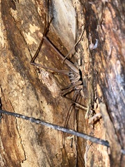 Pachyrhamma acanthocerum