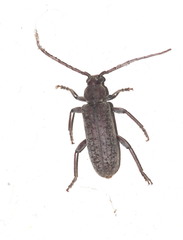 Trichoferus holosericeus