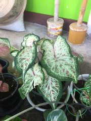 Caladium bicolor