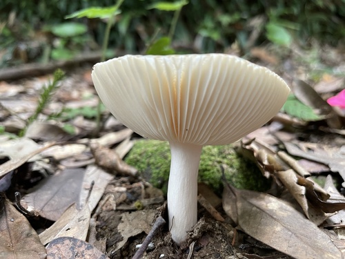 Russula sororia