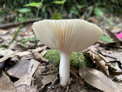 Russula sororia