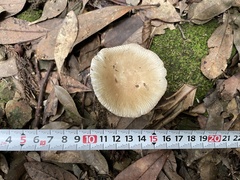 Russula sororia