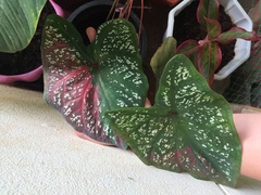 Caladium bicolor