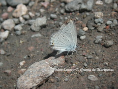 Cupido comyntas texana