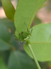 Araneus unanimus
