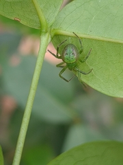 Araneus unanimus