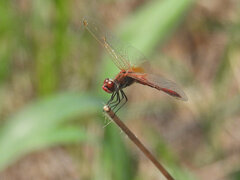 Sympetrum fonscolombii