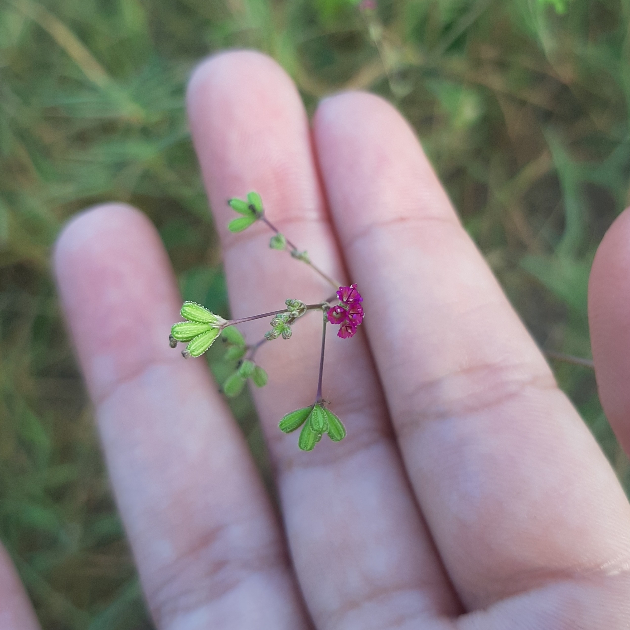 Boerhavia diffusa