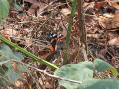 Vanessa atalanta