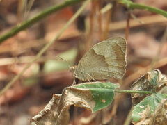 Maniola jurtina