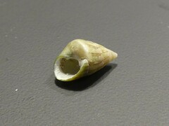 Phasianotrochus irisodontes