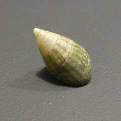 Phasianotrochus irisodontes