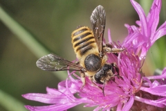 Megachile melanopyga