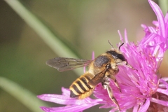 Megachile melanopyga