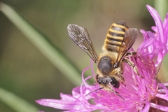 Megachile melanopyga