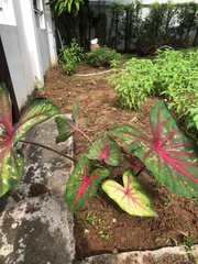 Caladium bicolor