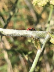 Anthocomus rufus