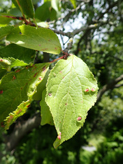 Eriophyes prunianus