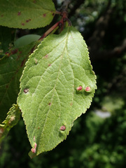 Eriophyes prunianus