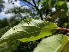 Eriophyes prunianus