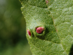 Eriophyes prunianus