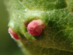 Eriophyes prunianus