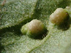 Eriophyes prunianus