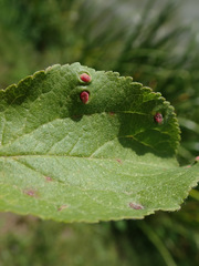 Eriophyes prunianus
