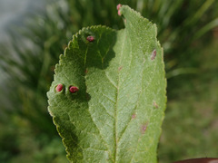 Eriophyes prunianus