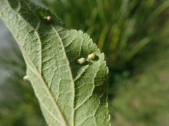 Eriophyes prunianus