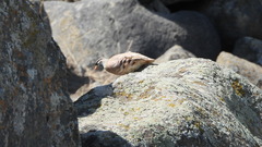 Ammoperdix griseogularis