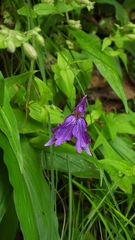 Roscoea cangshanensis