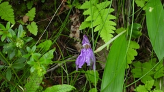 Roscoea cangshanensis