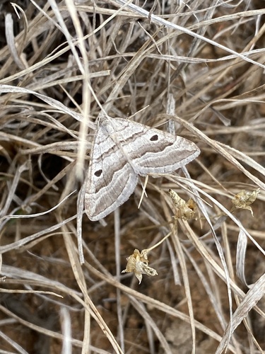 Pseudolarentia
