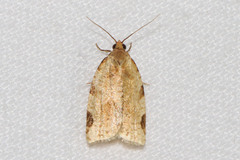 Paramesia gnomana