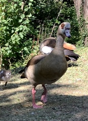 Alopochen aegyptiaca