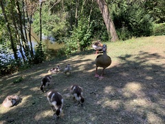 Alopochen aegyptiaca