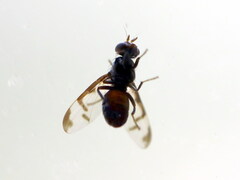 Herina lacustris