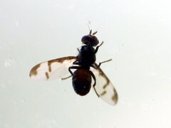 Herina lacustris