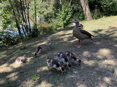 Alopochen aegyptiaca