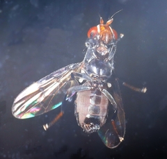 Herina lacustris