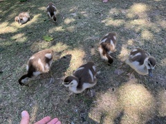 Alopochen aegyptiaca