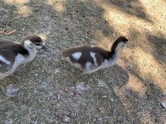 Alopochen aegyptiaca