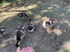 Alopochen aegyptiaca