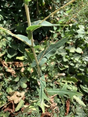 Lactuca serriola