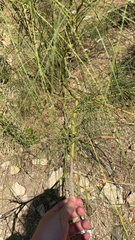 Parkinsonia aculeata