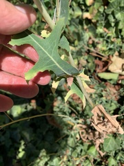 Lactuca serriola