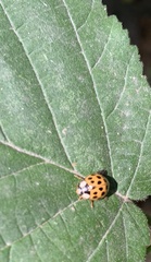 Harmonia axyridis