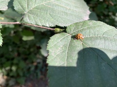 Harmonia axyridis